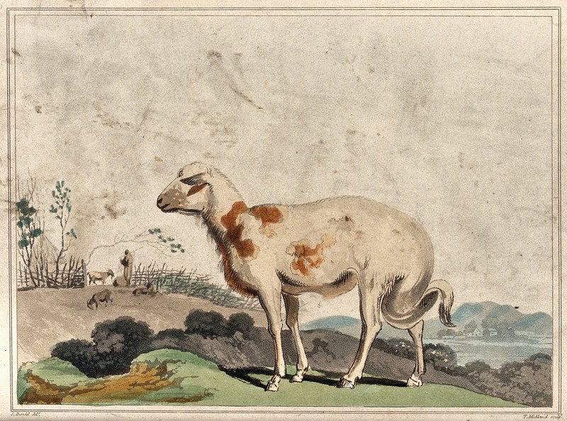 A broad tailed sheep from South Africa. Coloured aquatint by T. Medland, ca 1806, after S. Daniell., 14 Feb 1806, by Samuel Daniell
