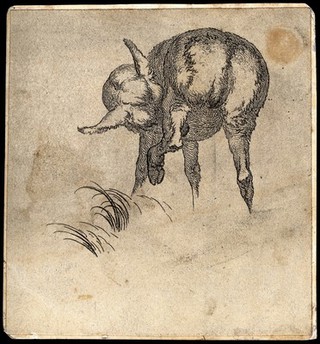 A lamb rubbing its nose with its rear leg. Etching.