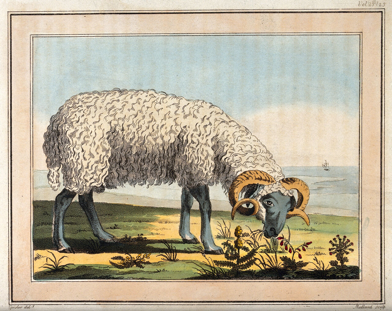 A sheep grazing by the coast. Coloured etching by T. Medland after C.-G. Geissler., by Christian Gottlieb Geissler