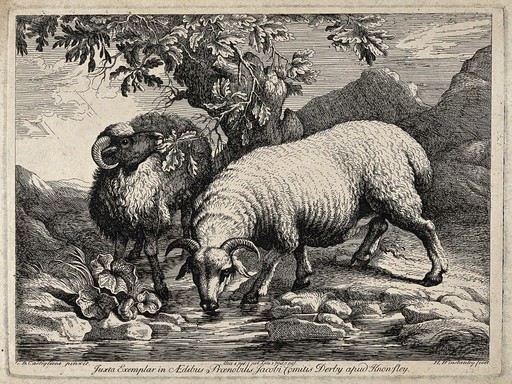 One sheep drinking from a stream as another eats from an oak tree. Etching by H. Winstanley after G. B. Castiglione.