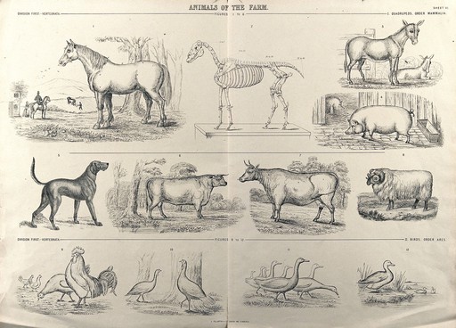 A chart of farm animals consisting of quadrupeds (horse, donkey, pig, dog, cow and sheep) and birds (hens, geese and ducks). Reproduction of a drawing.