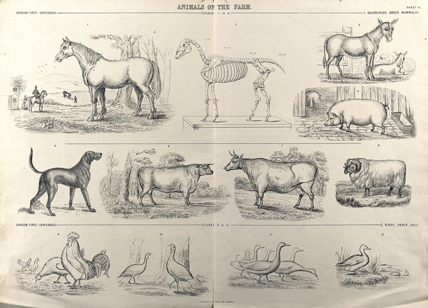 A chart of farm animals consisting of quadrupeds (horse, donkey, pig, dog, cow and sheep) and birds (hens, geese and ducks). Process print.