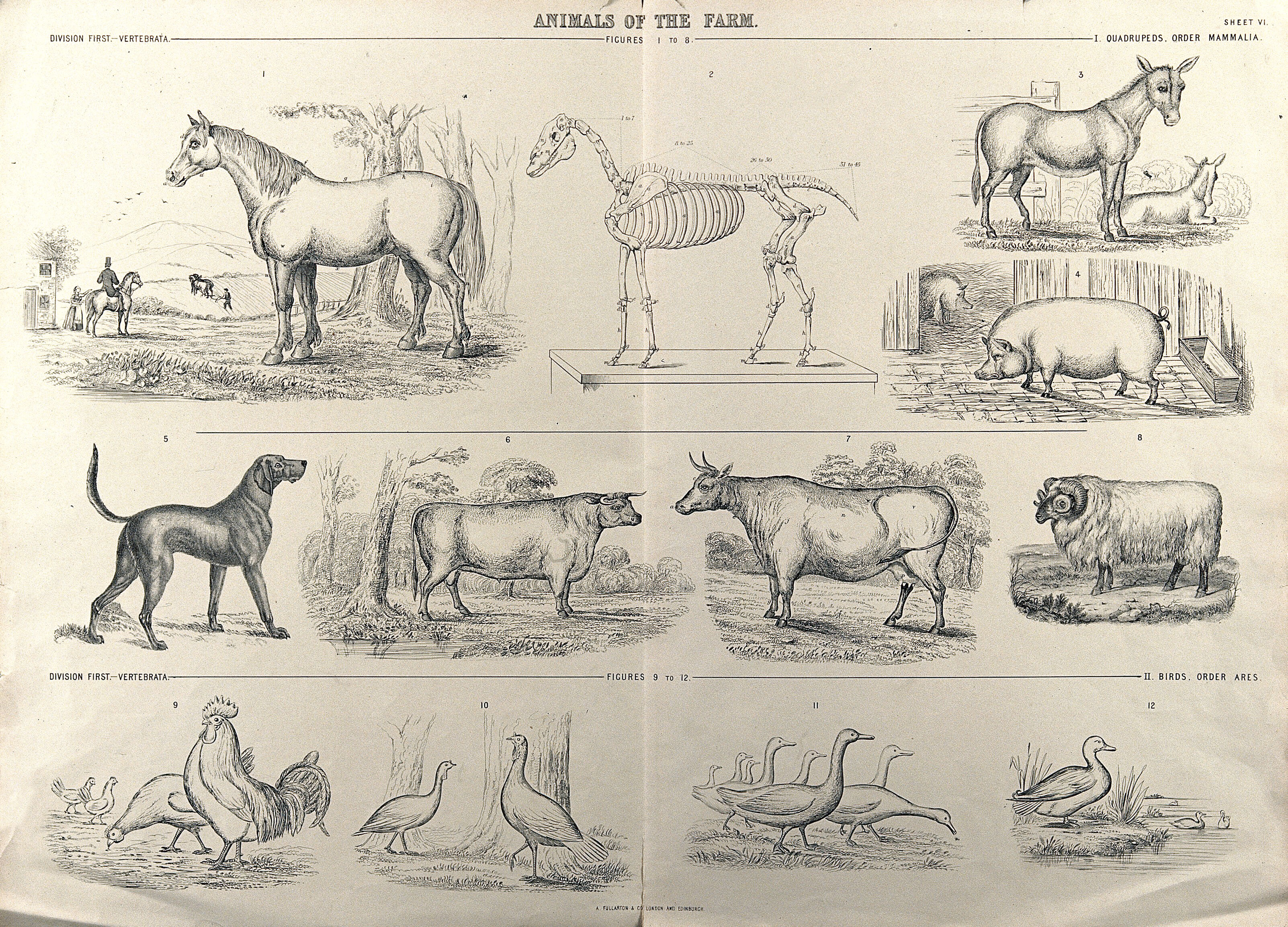 A chart of farm animals consisting of quadrupeds (horse, donkey, pig, dog,  cow and sheep) and birds (hens, geese and ducks). Process print. | Wellcome  Collection