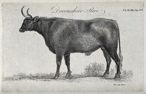 view A Devonshire steer. Stipple engraving by Neele.