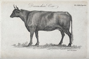 view A Devonshire cow. Stipple engraving by Neele.