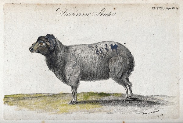 A Dartmoor sheep. Coloured stipple engraving by Neele.
