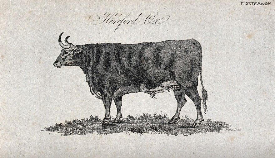 A Hereford ox. Stipple engraving by Neele.