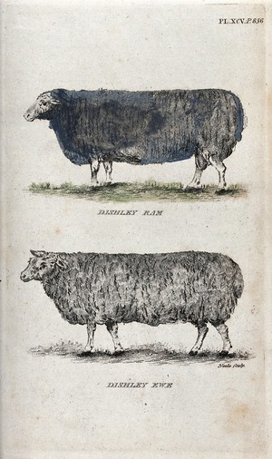 view A Dishley ram and a Dishley ewe. Coloured stipple engraving by Neele.