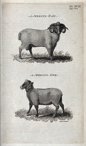 A Merino ram and a Merino ewe. Stipple engraving by Neele.