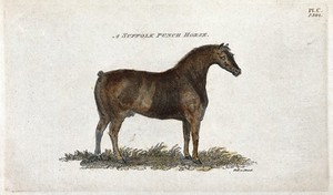 view A Suffolk punch horse. Coloured stipple engraving by Neele.