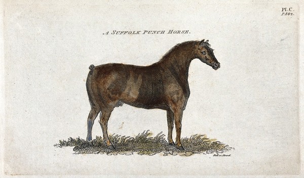 A Suffolk punch horse. Coloured stipple engraving by Neele.