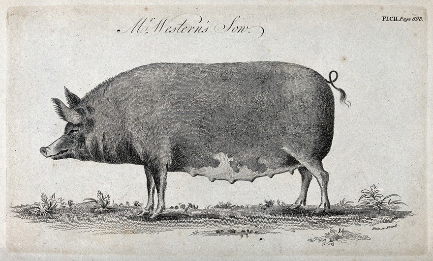 A prize sow. Stipple engraving by Neele.