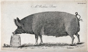 view A prize boar. Stipple engraving by Neele.