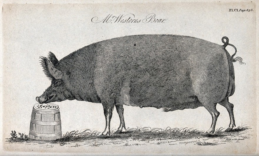 A prize boar. Stipple engraving by Neele.