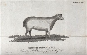 view A South Down ewe. Etching by Neele after J. Lambert.