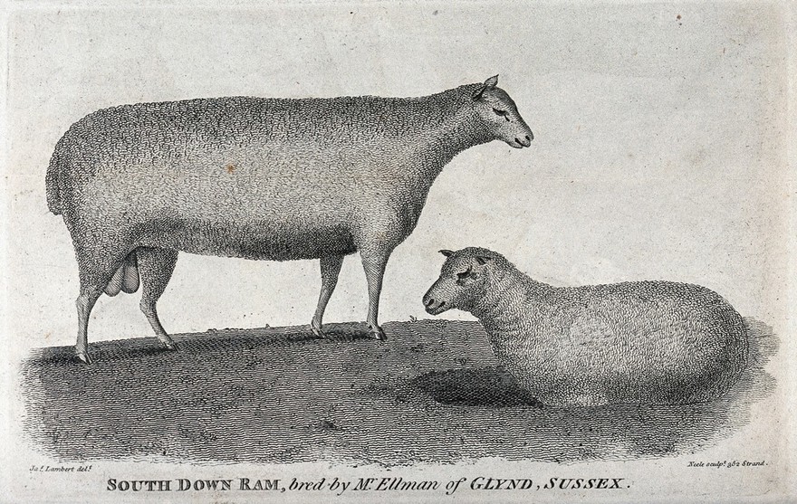 A South Down ram. Etching by Neele after J. Lambert.
