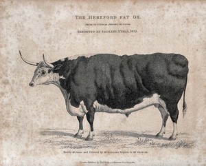 view A Hereford fat ox. Etching, ca 1823.