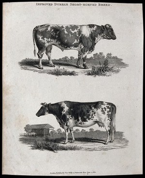 view A cow and bull of the Durham short-horned breed. Etching, ca 1822.