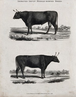 view A cow and bull of the Devon middle-horned breed. Etching, ca 1822.