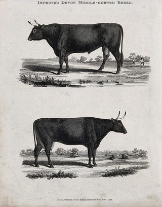 A cow and bull of the Devon middle-horned breed. Etching, ca 1822.