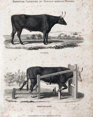 view Two middle-horned breeds of cow, the Sussex and Herefordshire. Etching, ca 1822.