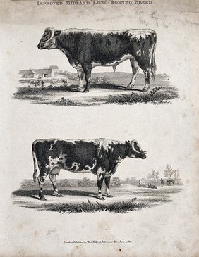 A cow and bull of the Midland long-horned breed. Etching, ca 1822.