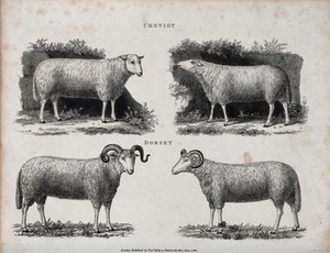 view A ram and ewe of the Cheviot and Dorset breeds of sheep. Etching, ca 1822.