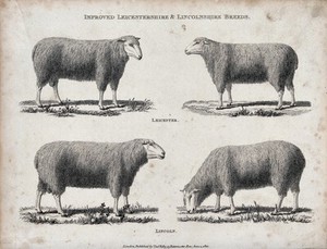 view A ram and ewe of the Leicestershire and Lincolnshire breeds of sheep. Etching, ca 1822.