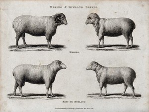 view A ram and ewe of the Merino and Ryeland breeds of sheep. Etching, ca 1822.