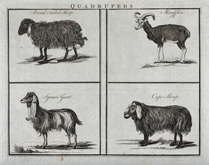 view A broad tailed sheep, a moufflon, a Syrian goat and a Cape sheep. Engraving.