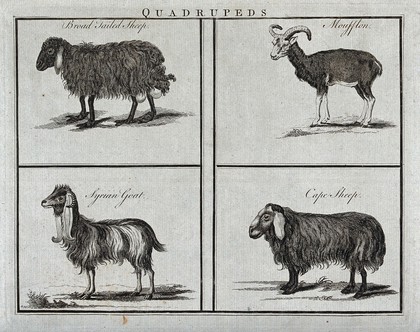 A broad tailed sheep, a moufflon, a Syrian goat and a Cape sheep. Engraving.