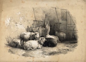view Sheep lying on straw in a barn. Lithograph with gouache.