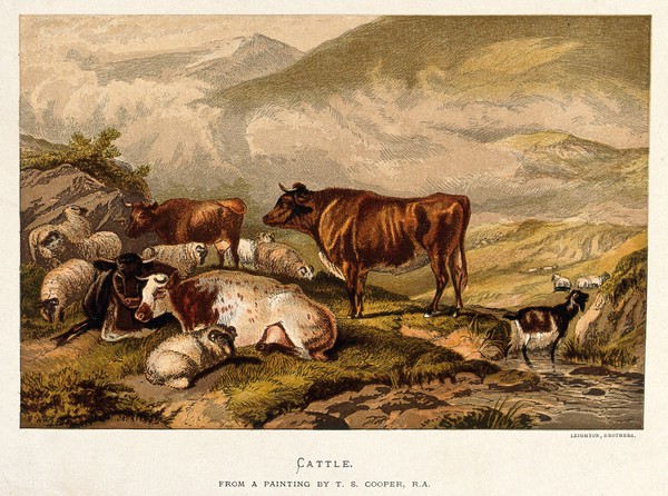 Cows and sheep by an upland stream with a goat standing in the water. Chromolithograph after T. S. Cooper.