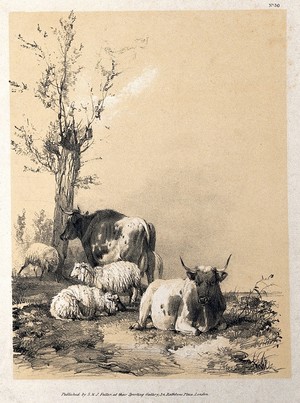 view Cows and sheep resting in a field. Lithograph with gouache by A. Ducote.