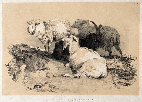 Two sheep and two goats resting together in a field. Lithograph with gouache by A. Ducote.