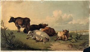 view Cattle resting in open landscape. Colour reproduction of a painting by T. S. Cooper, 1872.