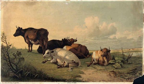 Cattle resting in open landscape. Colour reproduction of a painting by T. S. Cooper, 1872.