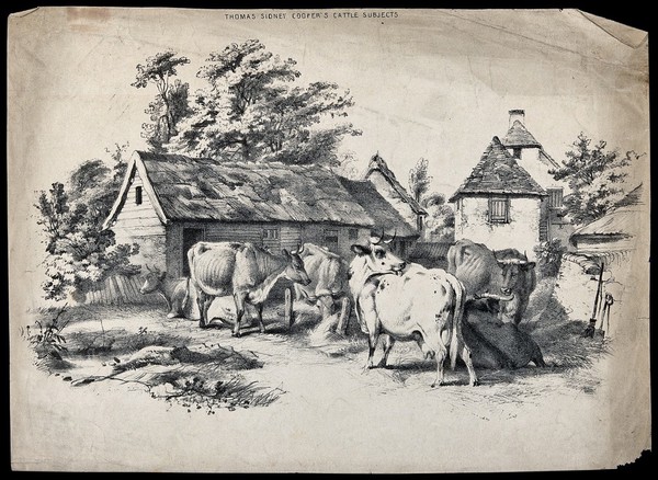 Cows waiting in a relaxed group in a farmyard. Lithograph after T. S. Cooper, 1831.