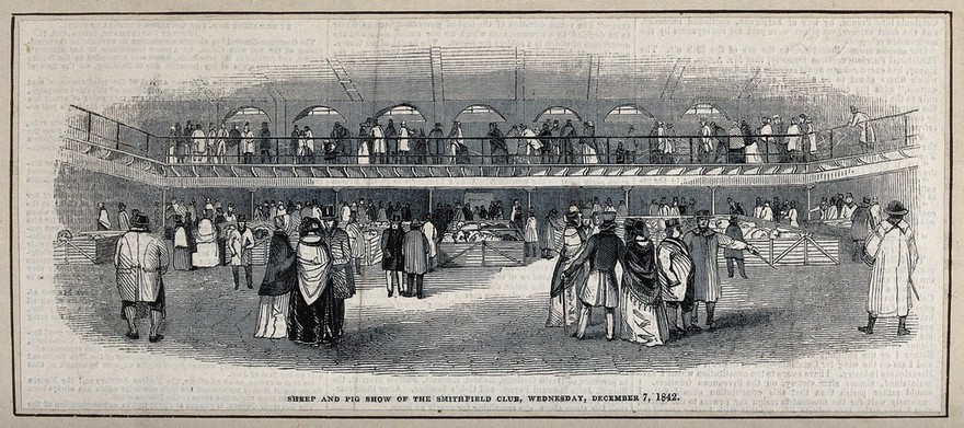 The sheep and pig show of the Smithfield Club in a large, covered building. Wood engraving, 1842.