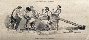 view Sheep-dipping in progress using new equipment. Wood engraving, 1842.