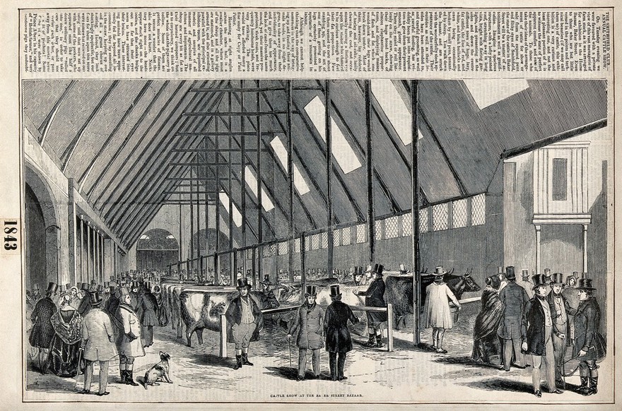 Visitors looking at cows standing in stalls at the Smithfield Club Annual Cattle Show. Wood engraving, 1843.