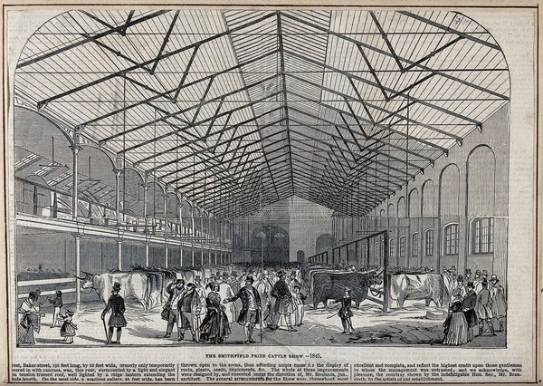 Visitors looking at cows standing in stalls at the Smithfield Prize Cattle Show, 1845. Wood engraving, 1845.