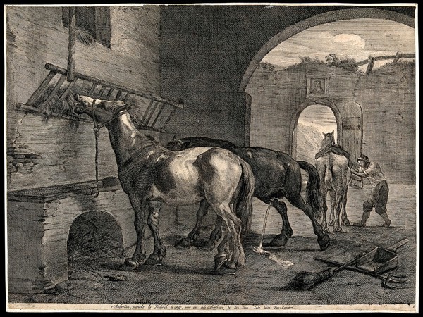 Three horses inside a derelict stable: one is eating from a raised trough, another is urinating and a third one is being groomed by a stablehand. Etching after P. van Laer.