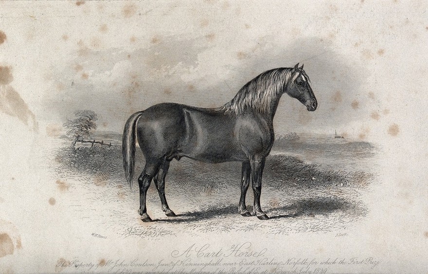 A cart-horse standing on a meadow. Etching by J. Scott after W. H. Davis.