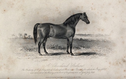A Cleveland stallion standing on a meadow. Etching by J. Scott after W. H. Davis.
