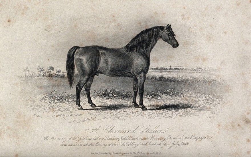 A Cleveland stallion standing on a meadow. Etching by J. Scott after W. H. Davis.