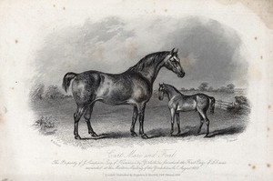 view A cart mare and its foal standing in a paddock. Etching by E. Hacker after W. H. Davis.