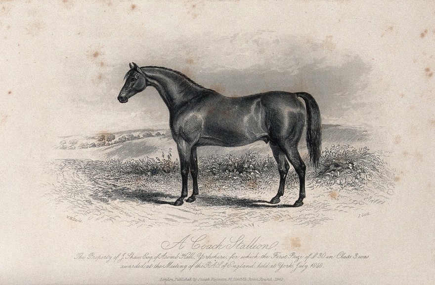 A coach stallion standing in a field. Etching by J. Scott after W. H. Davis.