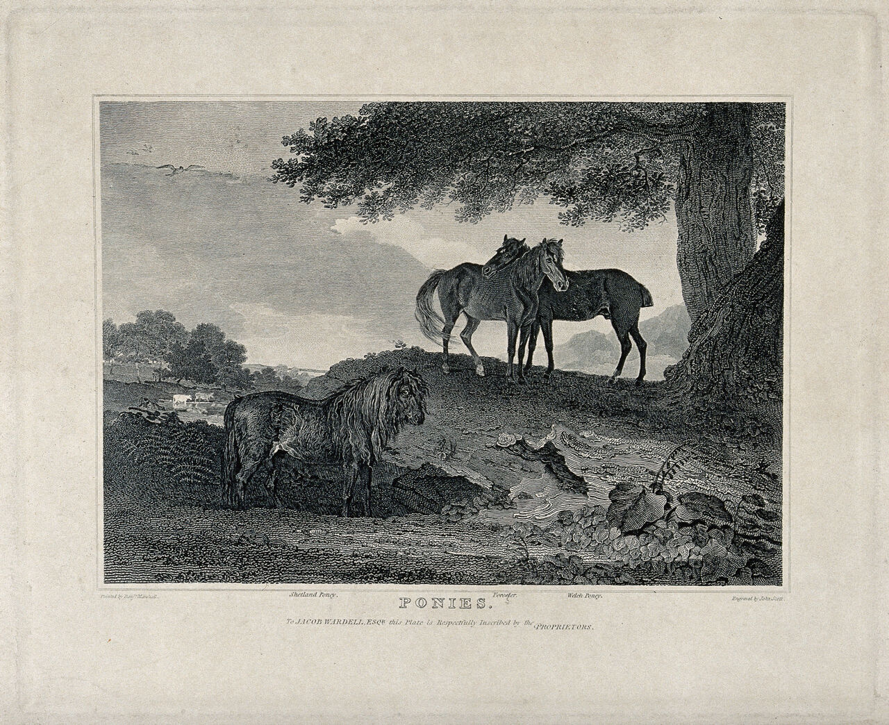 Three ponies standing in a field under an oak tree. Etching by J. Scott, 1809, after B. Marshall., 1809, by Benjamin Marshall