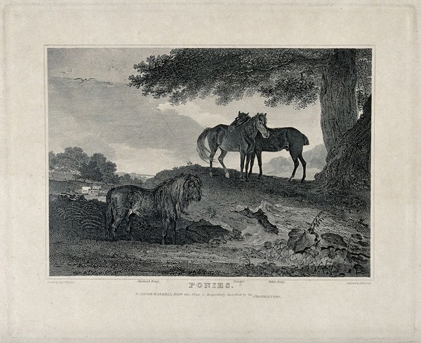 Three ponies standing in a field under an oak tree. Etching by J. Scott, 1809, after B. Marshall.